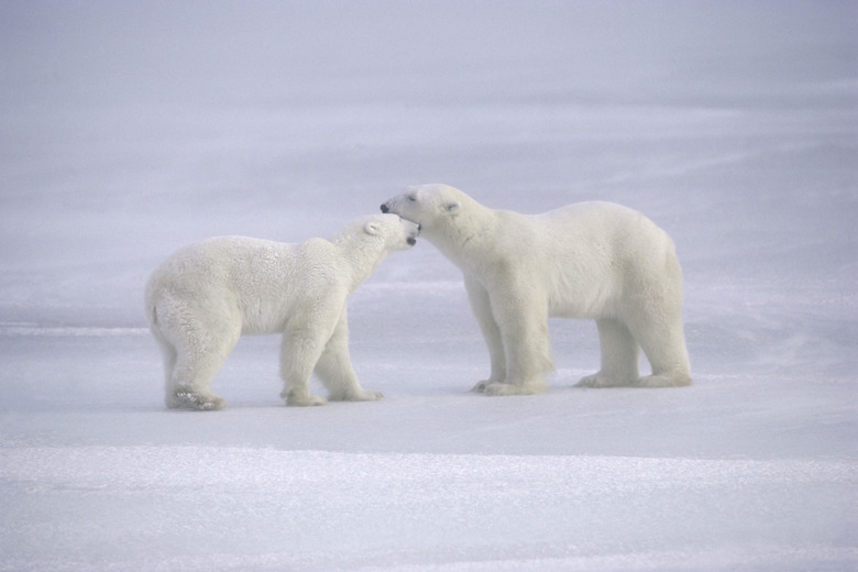 Polar Bears