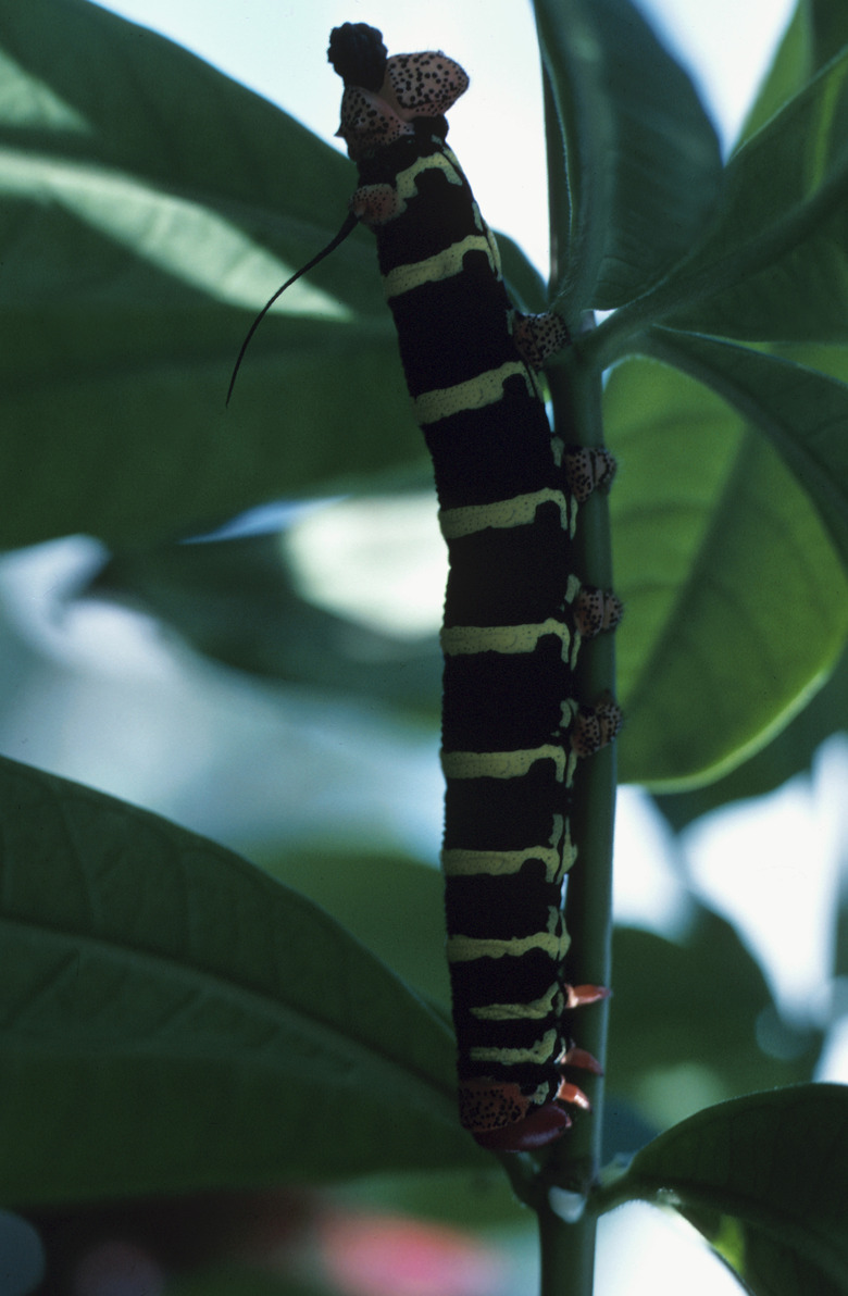 Are Black & Yellow Tree Caterpillars Poisonous?