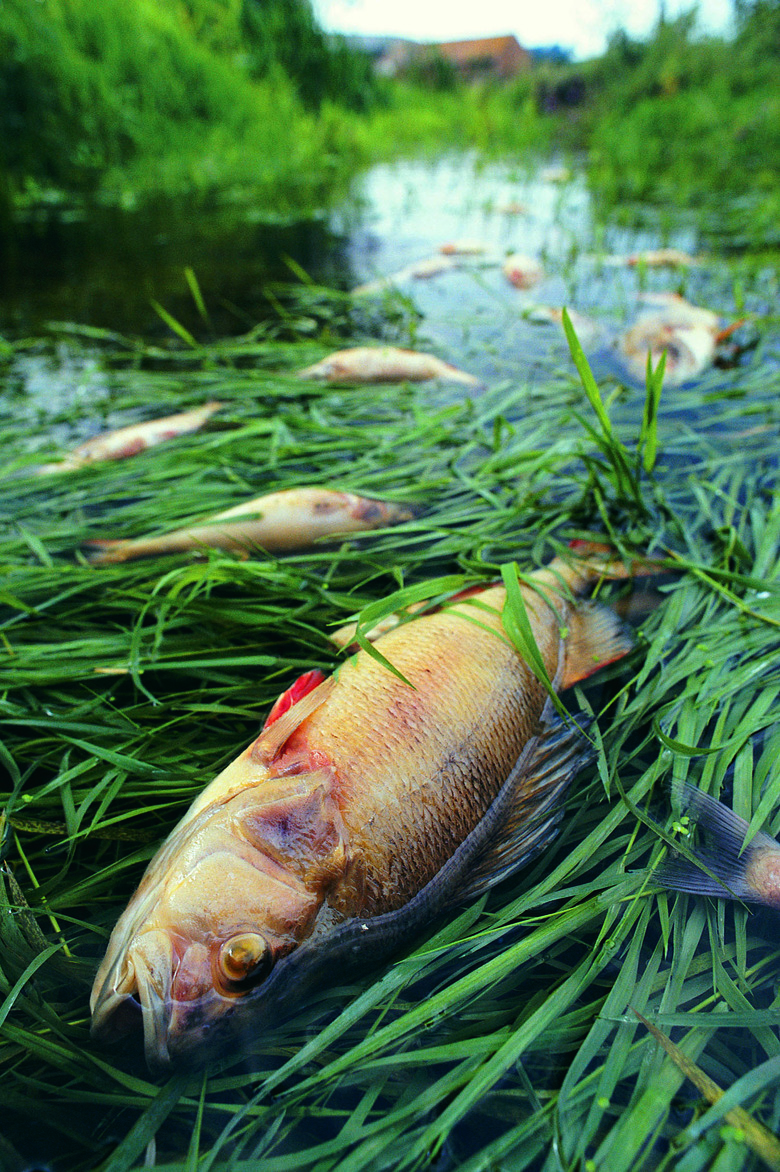 Dead fish resulting from incident at Sewage Works,UK