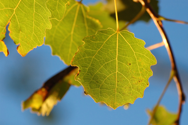 Aspen leaf in the morning light