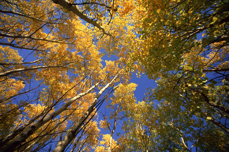 Towering aspen forest in autumn at East Kootenays , British Columbia , Canada