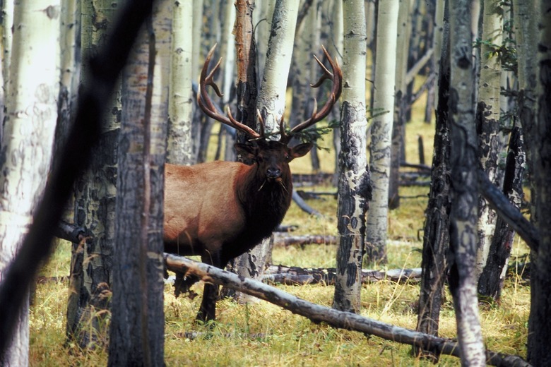 Deer in forest