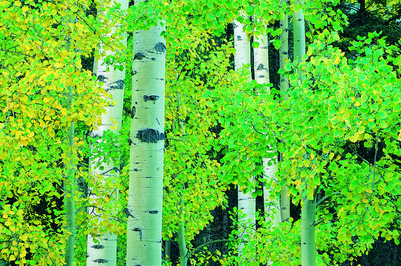 Aspen Tree Trunks, near Red River, New Mexico, USA