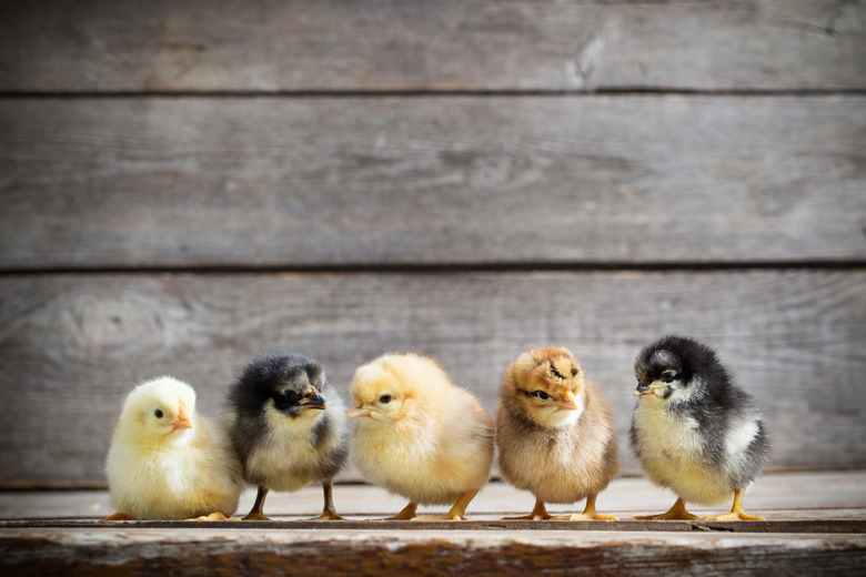 little kid chick standing on wooden background