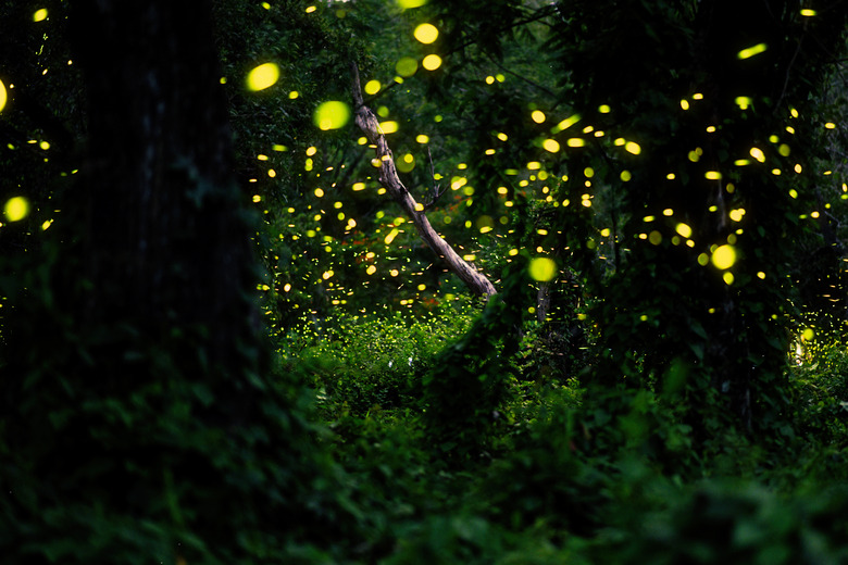 firefly in forrest