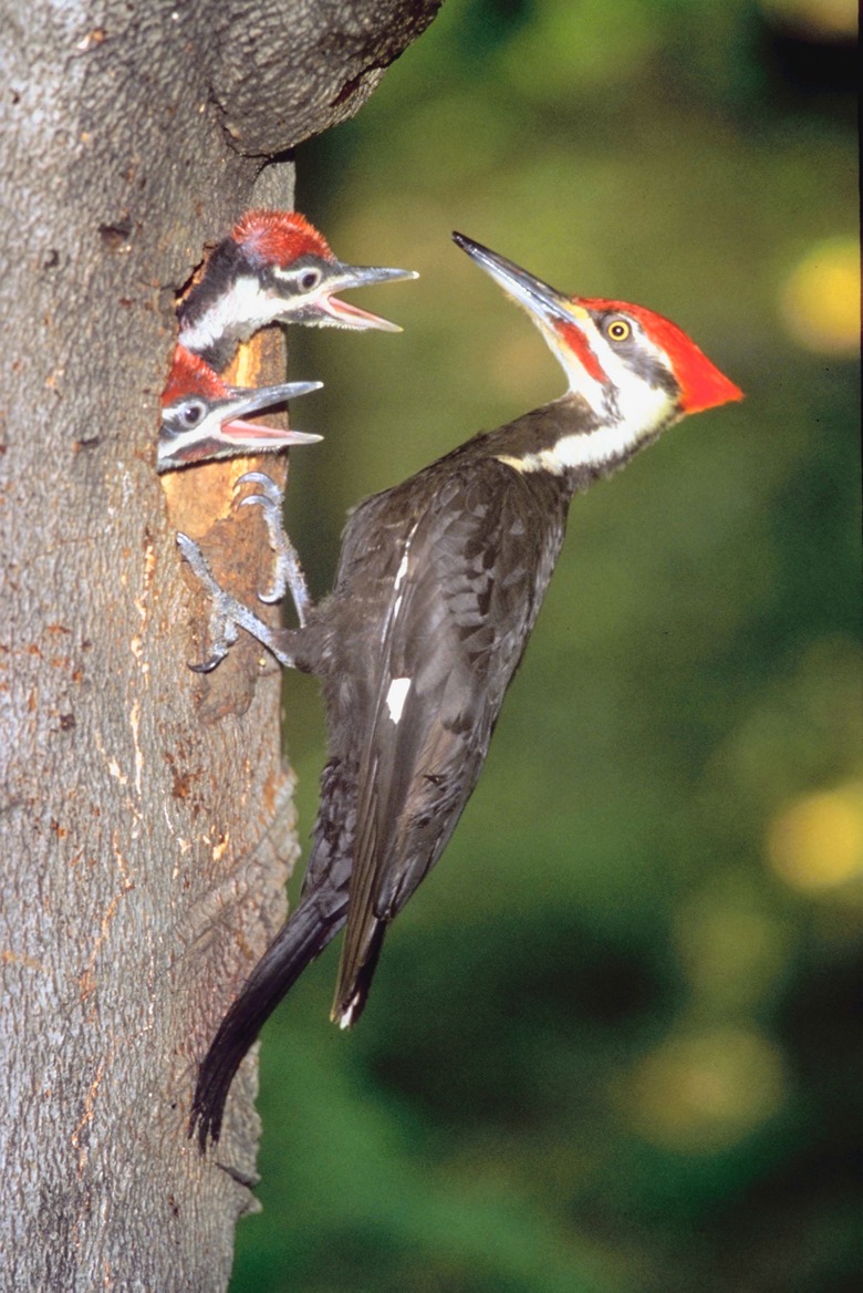 How to Attract Pileated Woodpeckers With Suet on the Side of a Tree