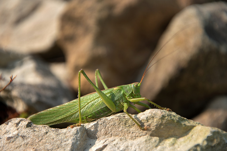 Tettigonia viridissima. Green grasshopper sits on a stone. The sun shines