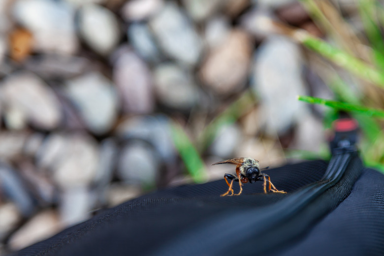 A dangerous harmful insect is a gadfly that transfers infectious diseases, sucks blood and bites people and animals; it sits on black fabric on nature.