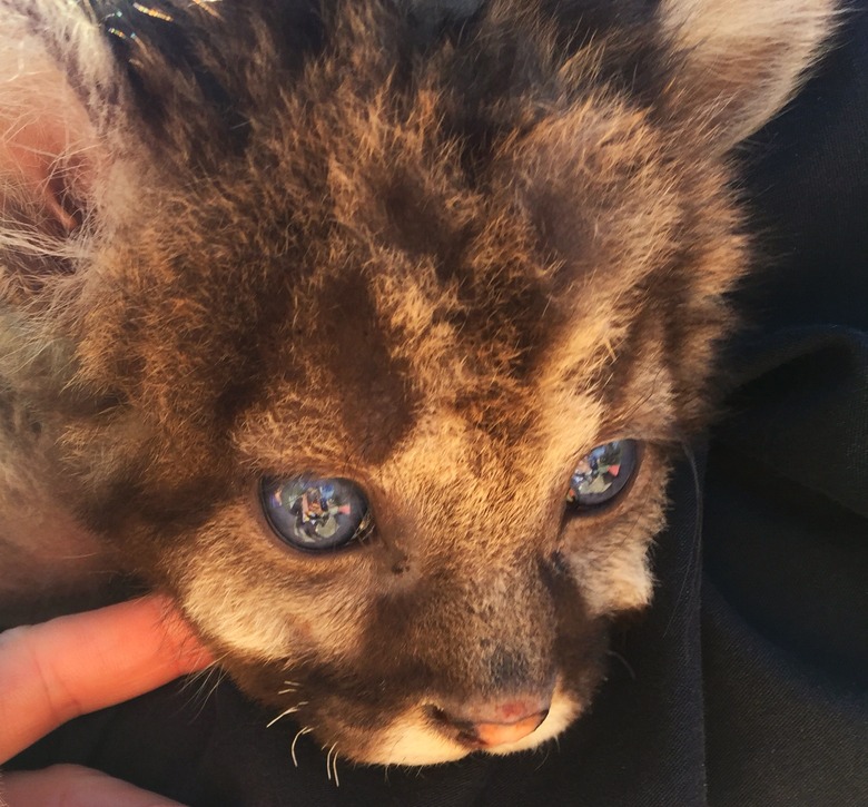 Close-up of baby Cougar