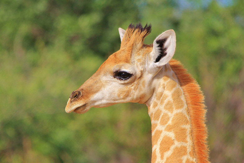 Giraffe Calf - African Wildlife Background - Baby Animals