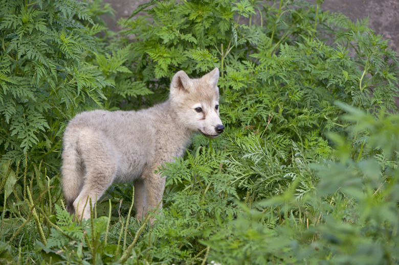 Lone wolf pup