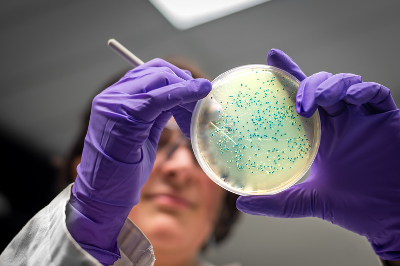 Bacterial culture plate examination by a female researcher in microbiology laboratory