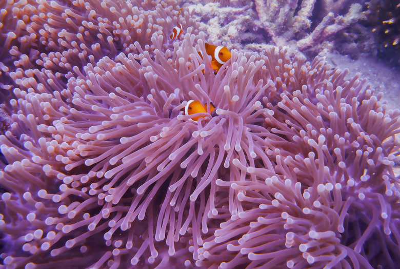 Clown fish in anemone