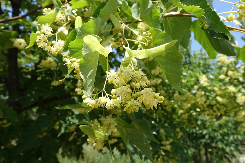 Close shot of flowers of linden tree