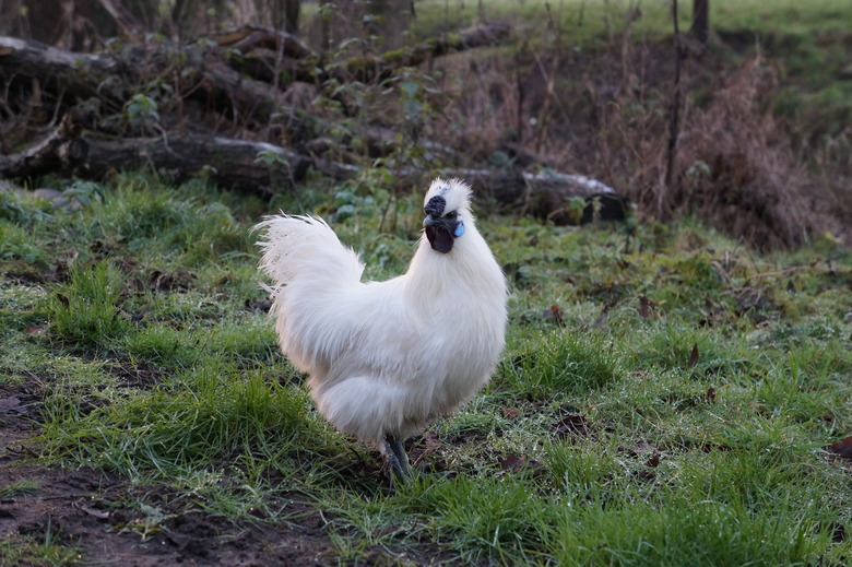 Free Range Bantam Silkie Rooster