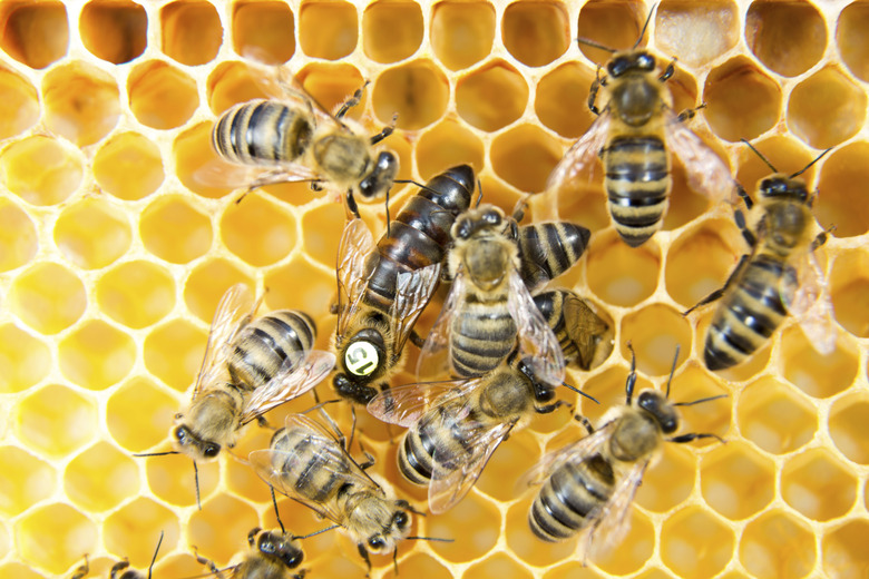 Queen bee in hive laying eggs