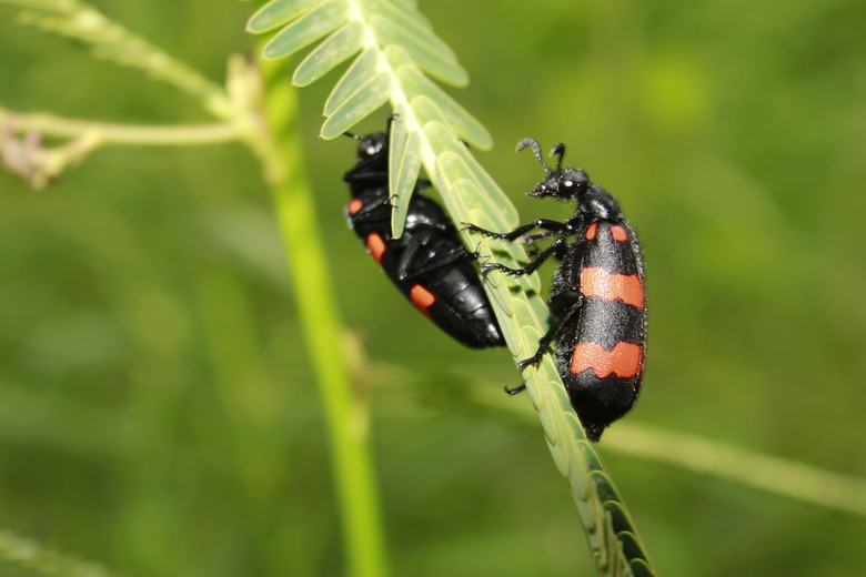 Macro shot of bright black and red Poisonous Blister Beetle, Mylabris pustulata.