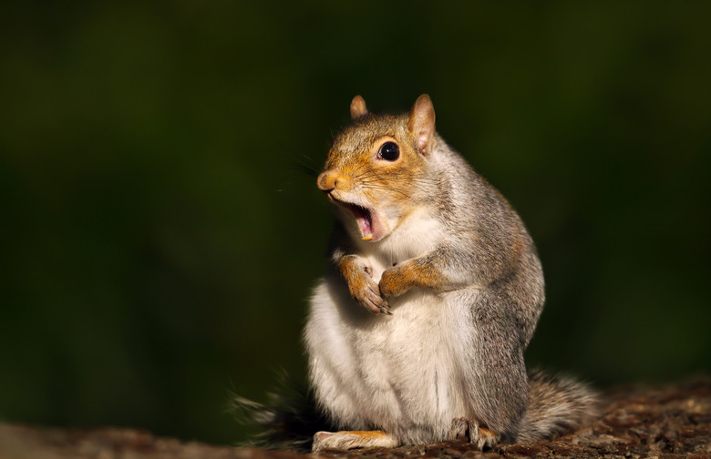 Close up of a grey squirrel yawning