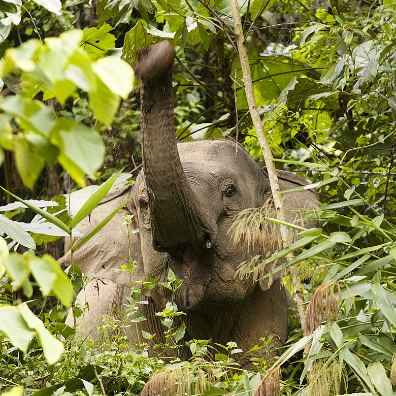 Wild Asian Elephant dust-bathing