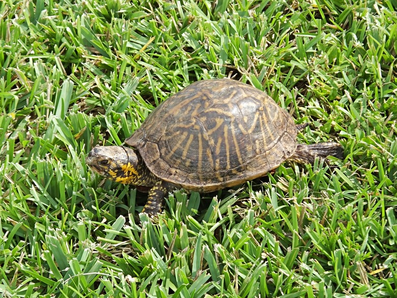 Box Turtle (Terrapene) in the grass