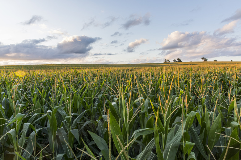 The sun sets over cornfields