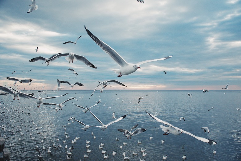 Scenic View of Seagulls above Sea Against Sky During Sunset, Thailand