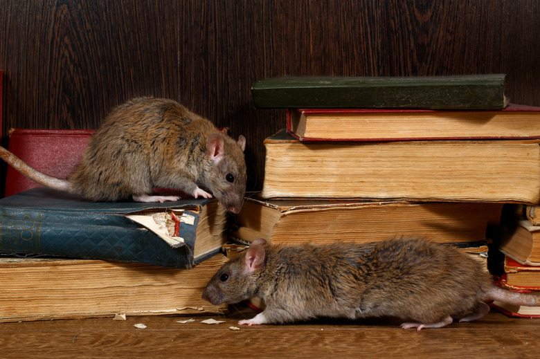 Close-up two rat climbs on old books on the flooring in the library.