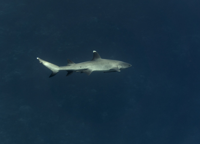 White tip reef shark (Triaenodon obesus) swimming in the sea.