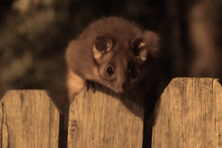 Juvenile Ringtail Possum on fence in the dark