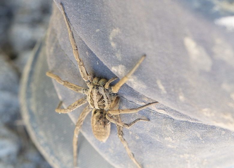 Wolf spider on a boot,mother with childs on the abdomen, Catalonia