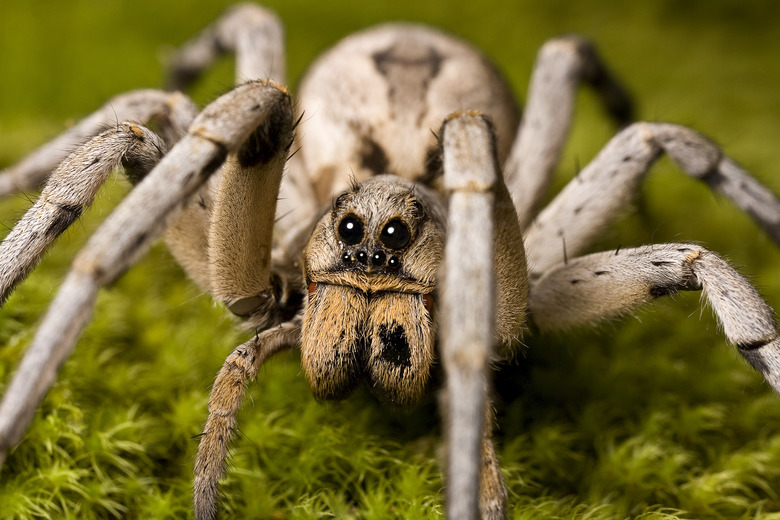 Wolf Spider