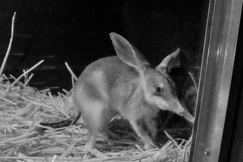 Bilbies