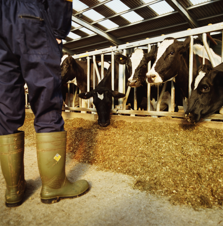 Man wearing overalls in barn on dairy farm, low section, rear view