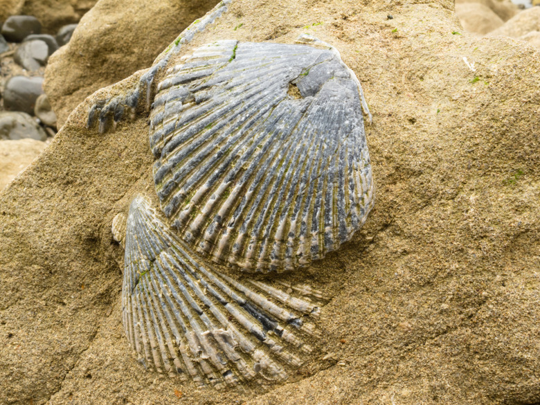 Fossilized sea shells embedded in sandstone