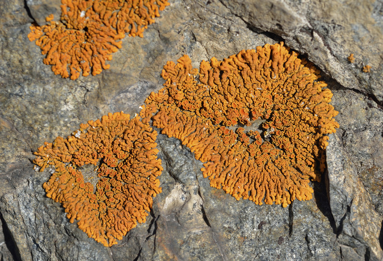 Lichen on stone