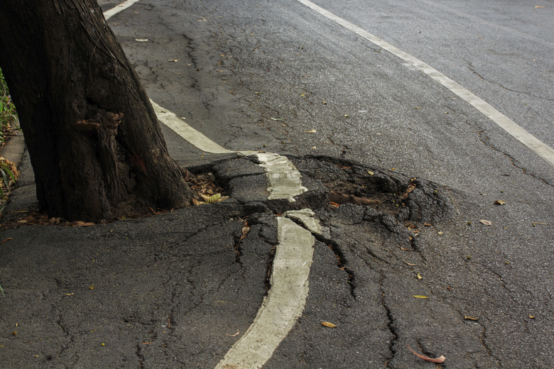 Tree root under Pavement.