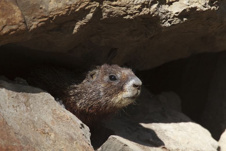 Hiding among the rocks