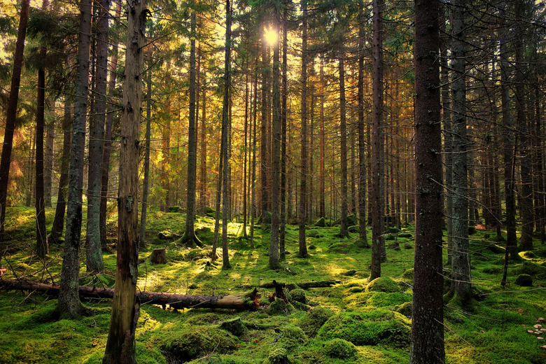 Mossy green forest