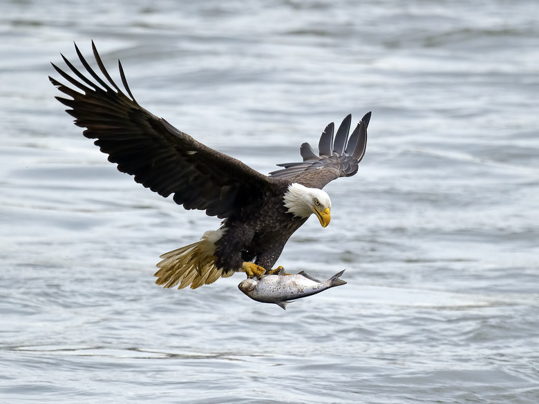 Bald Eagle in Flight With Fish