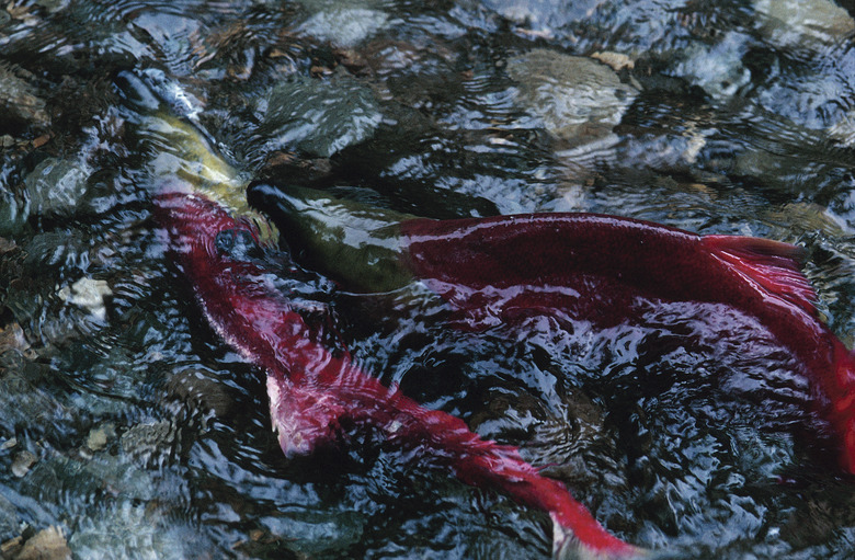 Spawning sockeye salmon swimming in a river