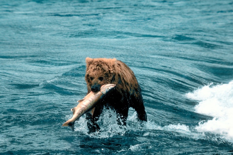 Bear with fish in river