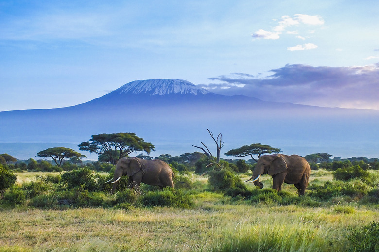 Elephants and Kilimanjaro