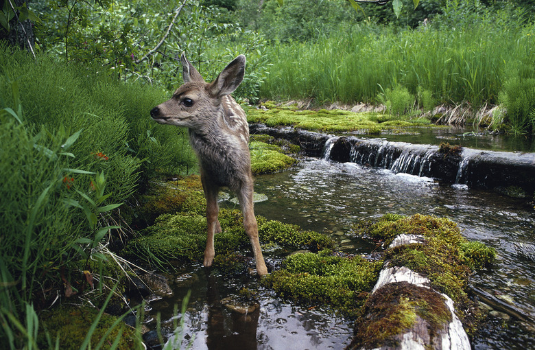 Baby deer in lush forest