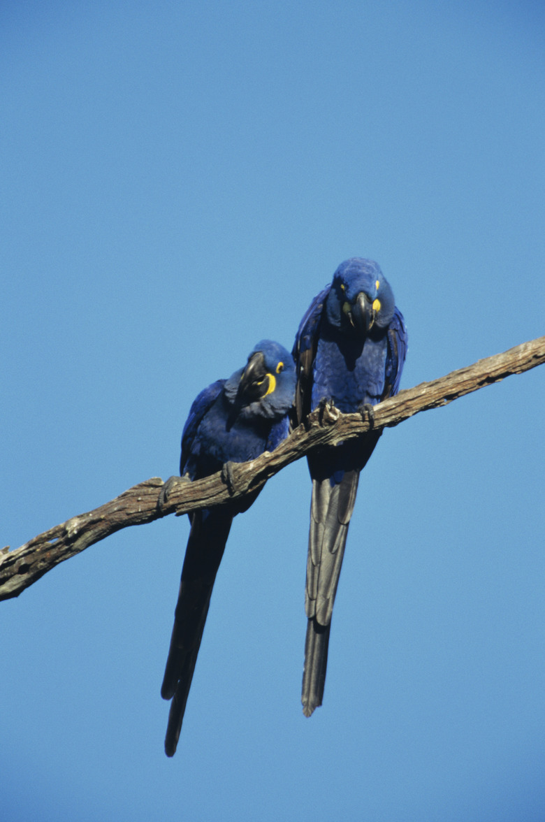 Pair of hyacinth macaws (Andorhynchus hyacinthinus) on branch, vertical view, Brazil, Pantanal