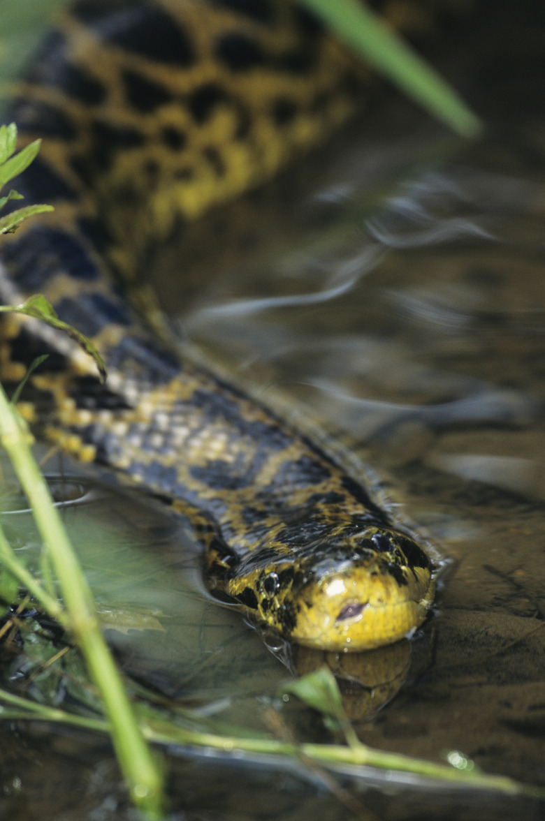 Yellow anaconda (Eunectes notaeus) in water, vertical view