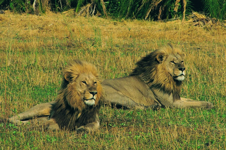 Two male lions (Panthera leo), Mombo Okavango Delta, Botswana