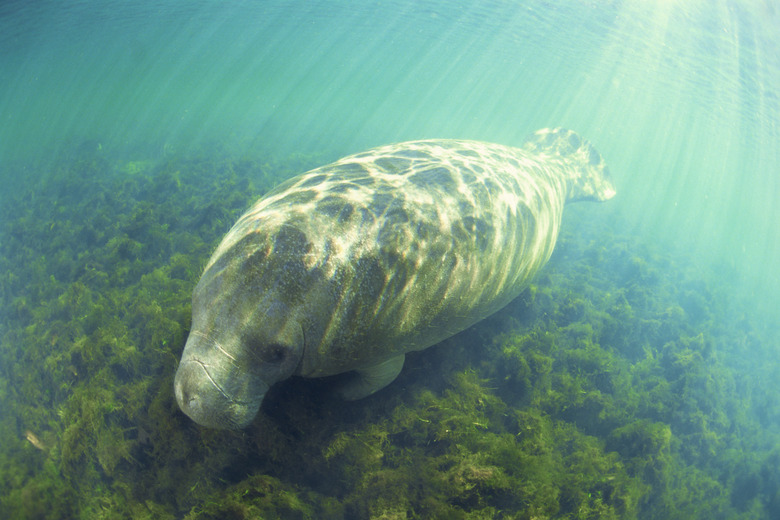 Florida manatee