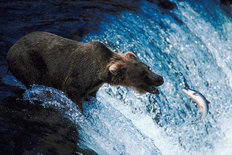 Bear catching fish