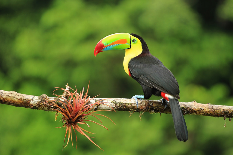 Close up of colorful keel-billed toucan bird