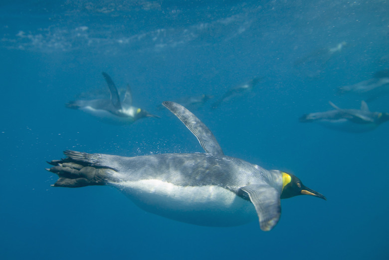 King Penguins